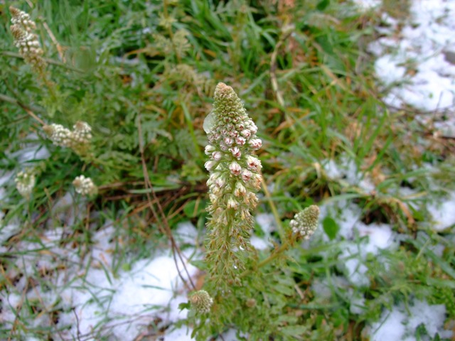 Reseda alba